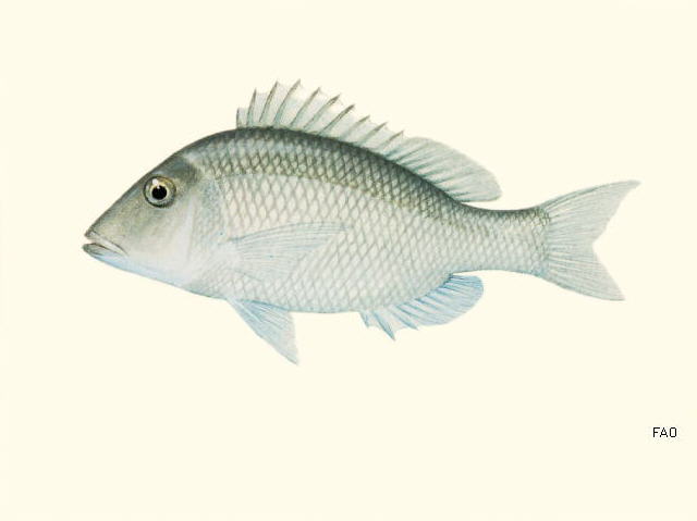 Lethrinus atlanticus