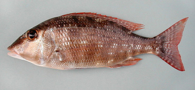 Lethrinus atlanticus