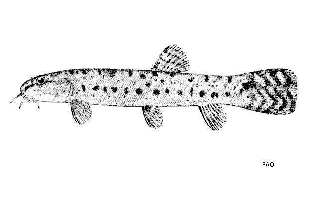 Lepidocephalichthys birmanicus