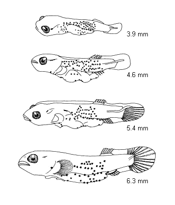 Lecanogaster chrysea