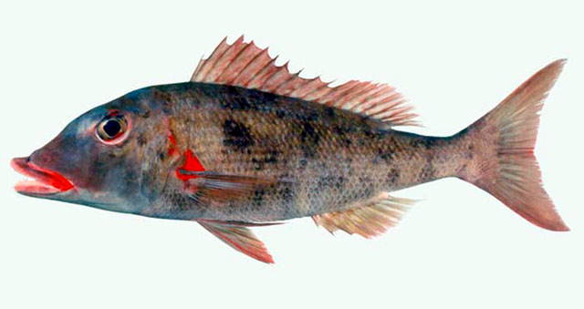 Lethrinus conchyliatus