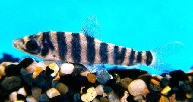 Leporinus fasciatus