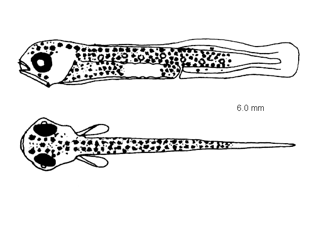 Lepadogaster lepadogaster