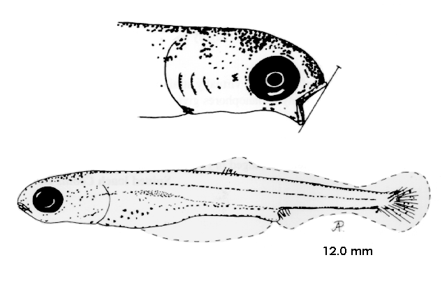 Leuciscus leuciscus