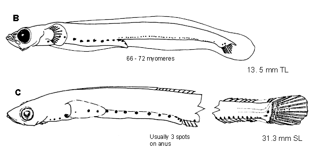 Leptoclinus maculatus