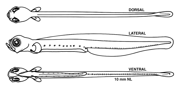 Leptoclinus maculatus