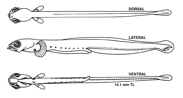 Leptoclinus maculatus