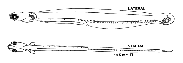 Leptoclinus maculatus