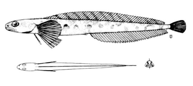 Leptoclinus maculatus