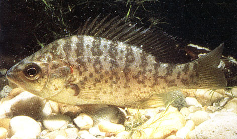 Lepomis microlophus