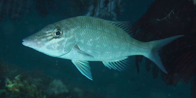 Lethrinus microdon