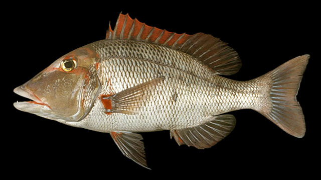 Lethrinus miniatus