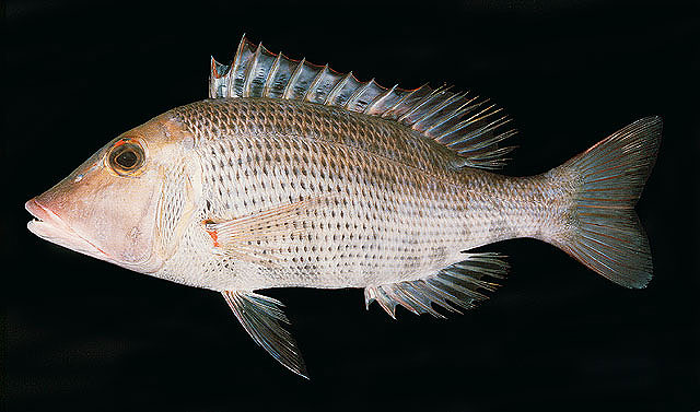 Lethrinus miniatus