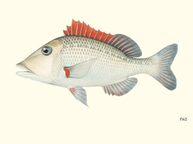 Lethrinus miniatus