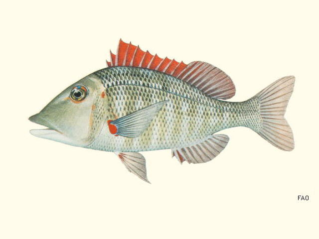 Lethrinus miniatus