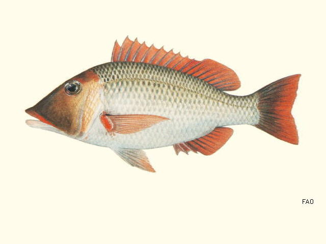 Lethrinus miniatus