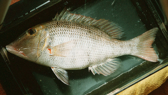 Lethrinus miniatus