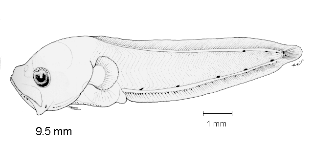 Lepophidium negropinna