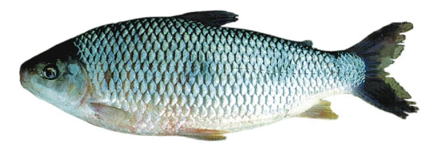 Megaleporinus obtusidens