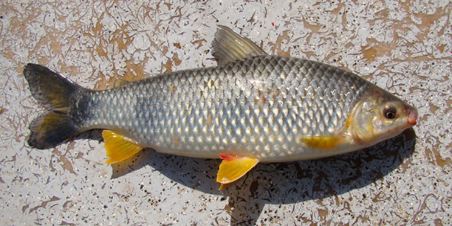 Megaleporinus obtusidens