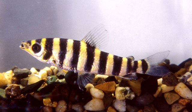 Leporinus octofasciatus