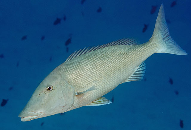 Lethrinus olivaceus