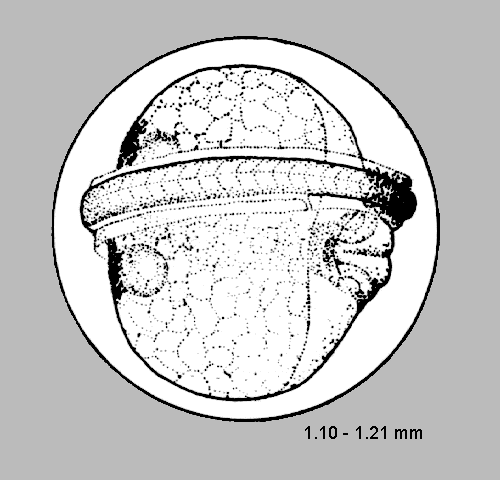 Leuroglossus stilbius