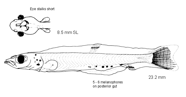 Leuroglossus stilbius