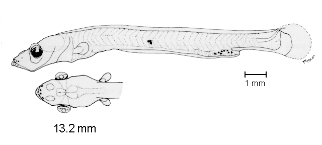 Leuroglossus stilbius