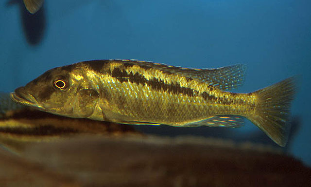 Lichnochromis acuticeps