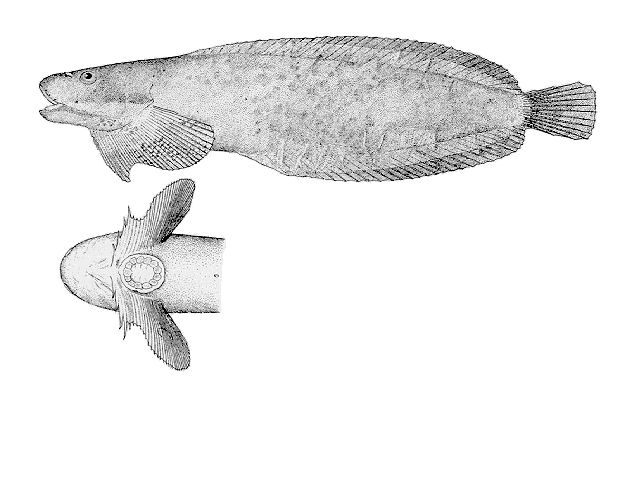 Liparis cyclopus