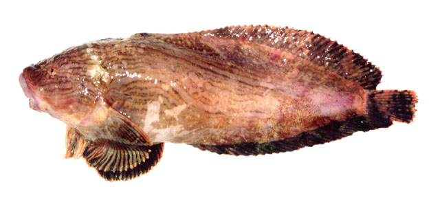 Liparis ochotensis