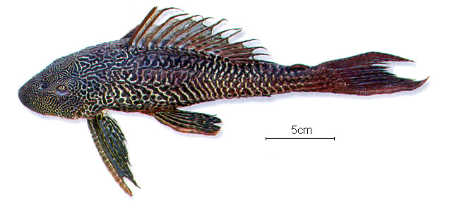 Pterygoplichthys pardalis