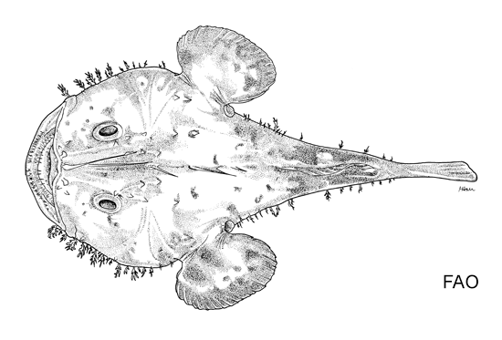 Lophius americanus