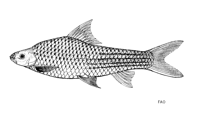 Lobocheilos quadrilineatus