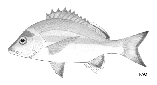 Lutjanus adetii