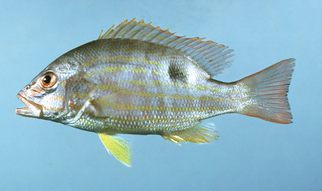 Lutjanus synagris