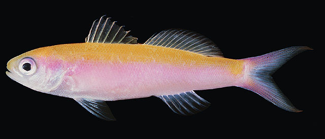 Luzonichthys whitleyi