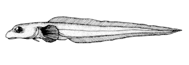 Lycodes terraenovae