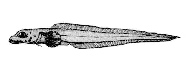 Lycodes terraenovae