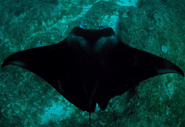 Mobula alfredi