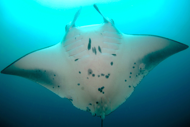 Mobula alfredi