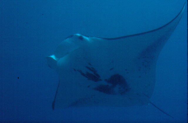 Mobula alfredi