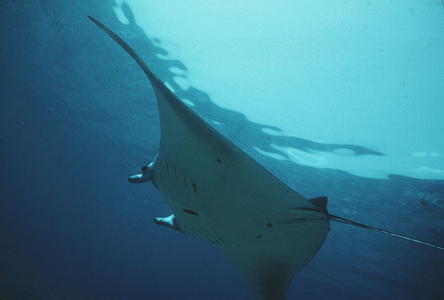 Mobula alfredi