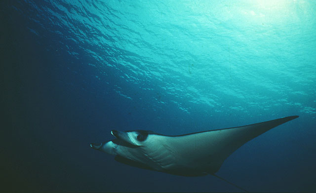 Mobula alfredi