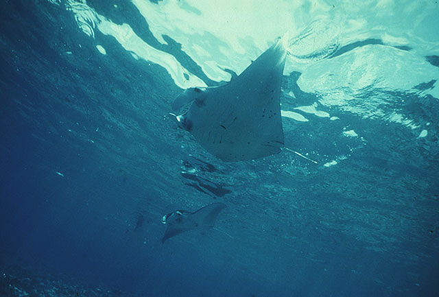 Mobula alfredi