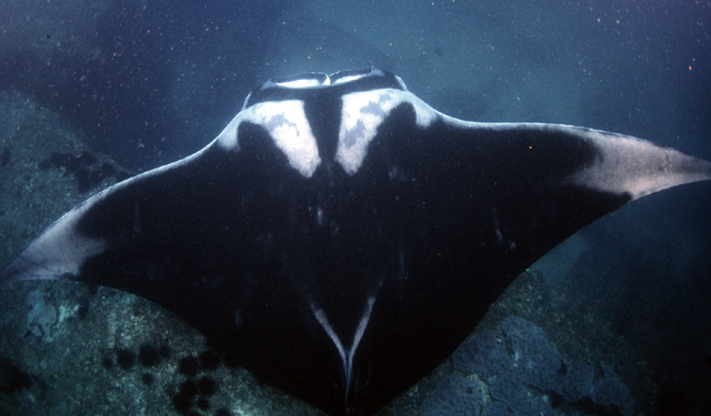 Mobula birostris