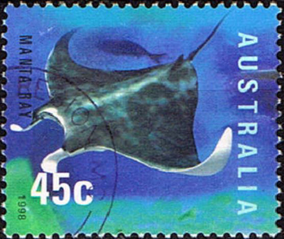 Mobula birostris