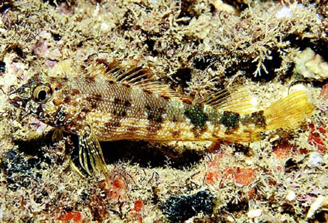 Malacoctenus ebisui