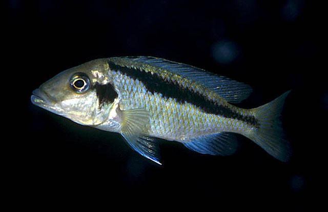 Mylochromis lateristriga